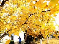 嘉定 | 首個田園綜合體規劃公示，這個村的身價即將大漲