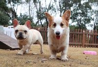 上海野生動物園“旺旺賀歲 百獸旺春”啟動，快來郊游看名犬