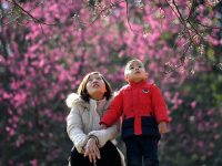 寒冬讓早櫻延遲至今方醒，這才是上海櫻花季的正常打開方式？