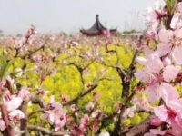 上海的鄉村振興可以怎么做？政府聚財聚人、鄉賢推動落實或是一條出路