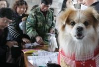 有證犬受監管，無證犬逍遙？滬人大代表：降低辦證門檻，把養犬人都納入管理視線