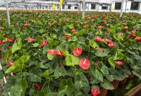 2021年，長江入海口將現萬紫千紅“鮮花盛景”