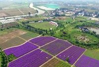 上海超大城市鄉村振興重點方向，今天的領導小組會議明確了