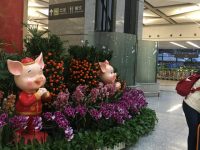 備戰春運上海兩大機場拼命“自助”，還新開了國內機場首家無人商店！