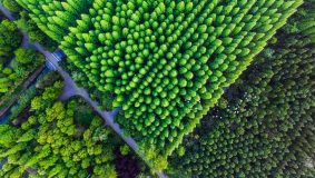 崇明公益林土地流轉費撥付提速，百姓年初就能拿到全年的錢