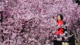 滬浙公益徒步、田園音樂會、田間旗袍秀……金山百花節今開幕，將持續到5月31日