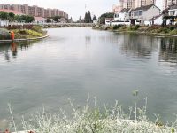 毗鄰“四葉草”的小淶港水質連跳兩級，這條800米的界河經歷了什么？
