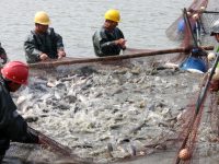 承包10萬畝魚塘，他說：跟著上海農場養魚，不用擔心銷路問題