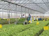 這臺機器厲害了，1小時抵常人5天工作量！試點先從雞毛菜、米莧、空心菜等開始