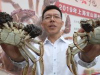 上海大閘蟹良種覆蓋率達六成，未來瞄準“綠色蟹”