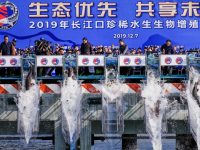 123尾中華鱘踏上回家之旅，上海市長親手打開放流槽
