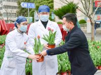“不能到公園來賞花,我們將花送到你們手上”,20萬株郁金香送給一線工作者 “不能到公園來賞花,我們將花送到你們手上”,20萬株郁金香送給一線工作者