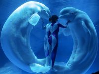 上海海昌海洋公園20日起恢復開放,公布對全國醫護人員免費政策 上海海昌海洋公園20日起恢復開放,公布對全國醫護人員免費政策