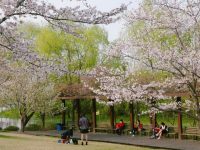 顧村公園每日限流6萬人,寶山推出線上5G“云賞櫻”直播 顧村公園每日限流6萬人,寶山推出線上5G“云賞櫻”直播