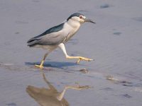 驚喜不止滴水湖稀客，上海“在冊”鳥種501種，為全國三分之一
