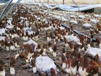 全國首次！上海科研人員在3500多米高原種出這一珍稀菌菇