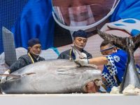 三文魚、金槍魚現切現吃？今年不行，進博會暫停進口冷鏈食品試吃