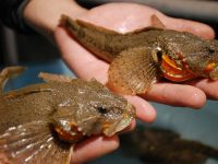 梅山豬、浦東雞、四腮鱸魚……這些地道的上海味道，現在還有新價值