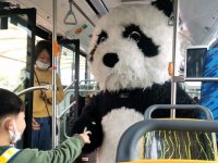 上海首批熊貓公交車現身濱江，快來看看這些可愛擔當